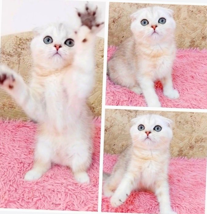 Грайливий шотландський хлопчик красунчик