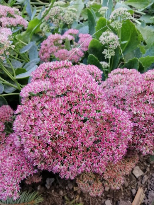 Продам шикарні квіти седум!