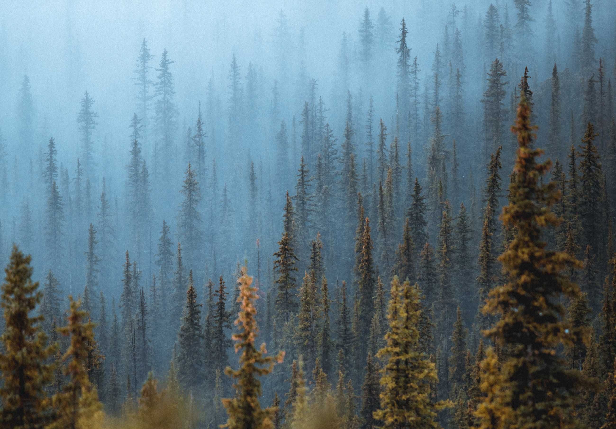 Fototapeta Las Korony Drzew Jesień Natura 3D Twój Rozmiar + KLEJ