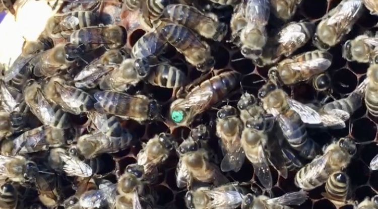 Бджолопакети, бджолосімʼї на 145 рамку