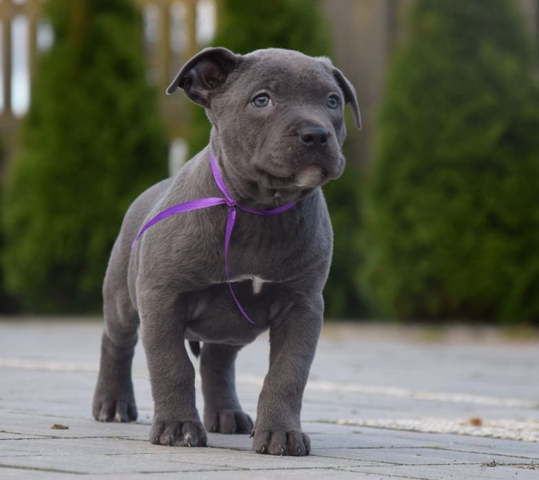 Suczka Amstaff do odbioru