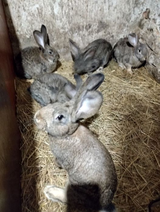 Продам короленят !!! на тримання.