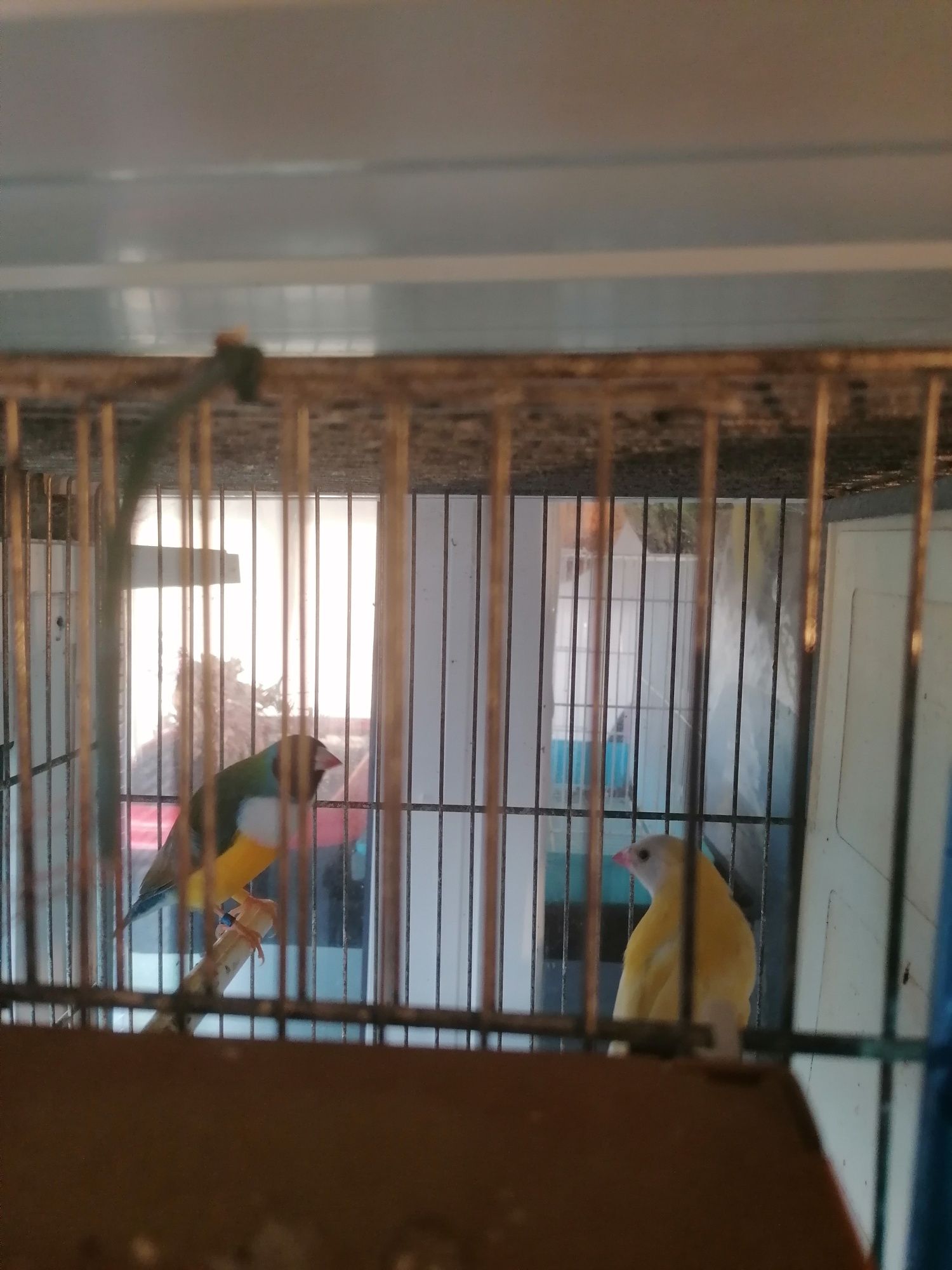 Lote de pássaros