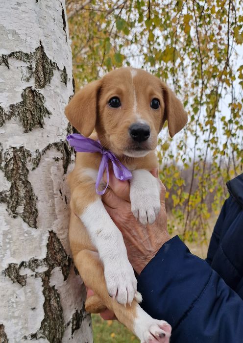 Дівчинка 1,5 місяці, спокійна, лагідна