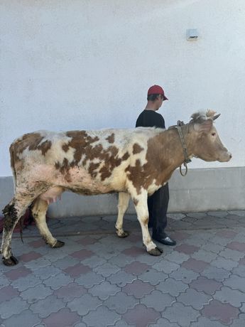 Продам корову 2 телям розтелянну