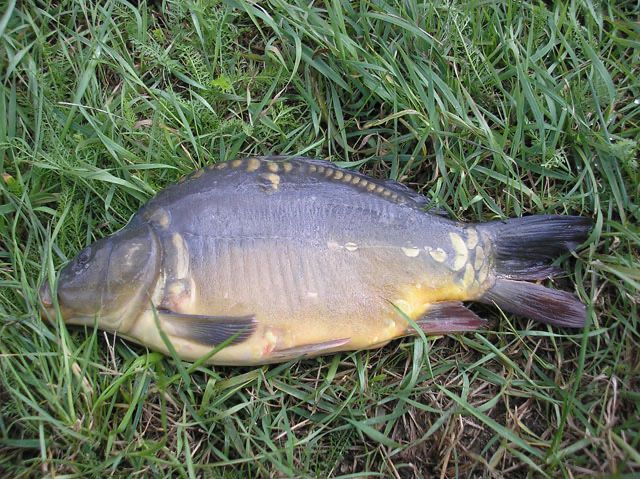 Karp Hodowlany sprzedam