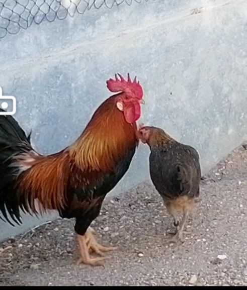 Galo exótico que ri - ayam ketawa