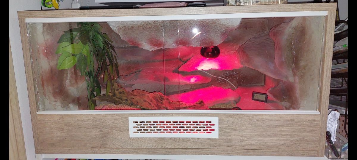 Gekon lamparci 5 lat razem z terrarium