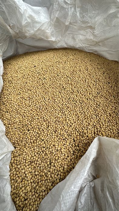 Соя КАНЗАС посівматеріал KANZAS