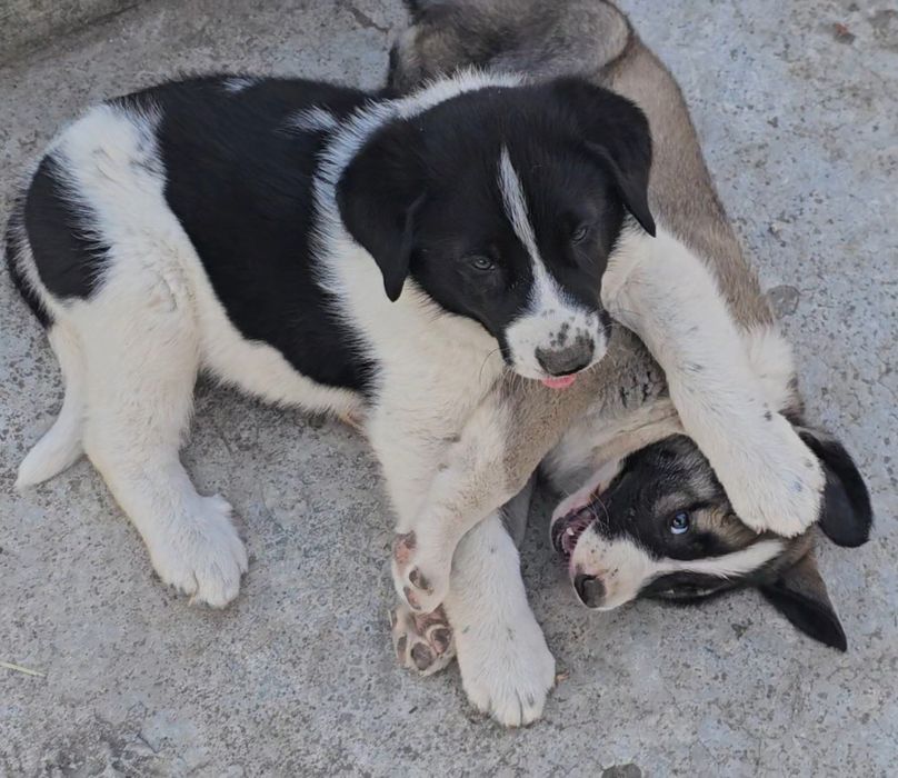 Cão Tipo Cão de Gado Transmontano