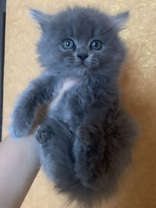 Кошенята Шотланців чекають на вас