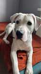 Oddam psa amstaff (typu amstaff) AMERICAN STAFFORDSHIRE TERRIER