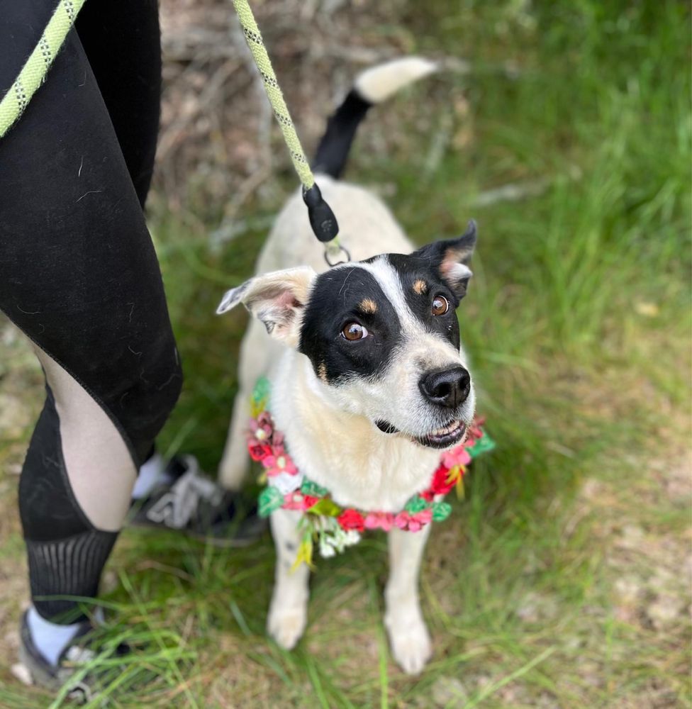 Piesek jak z bajki! Pongo. Adoptuj, daj dom