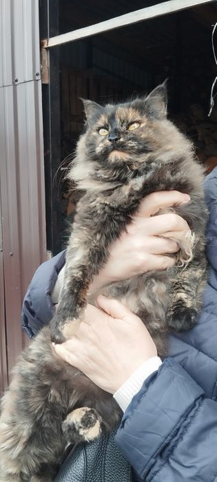 Безкоштовно котуся