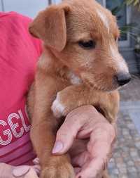 Cachorro para adopção responsável - 2 meses arraçado de Pondengo