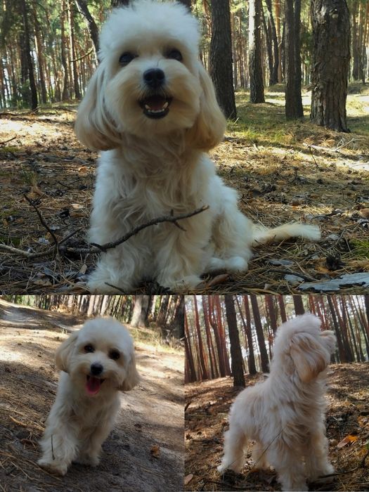 Мальтипу F1 мальчики взрослые