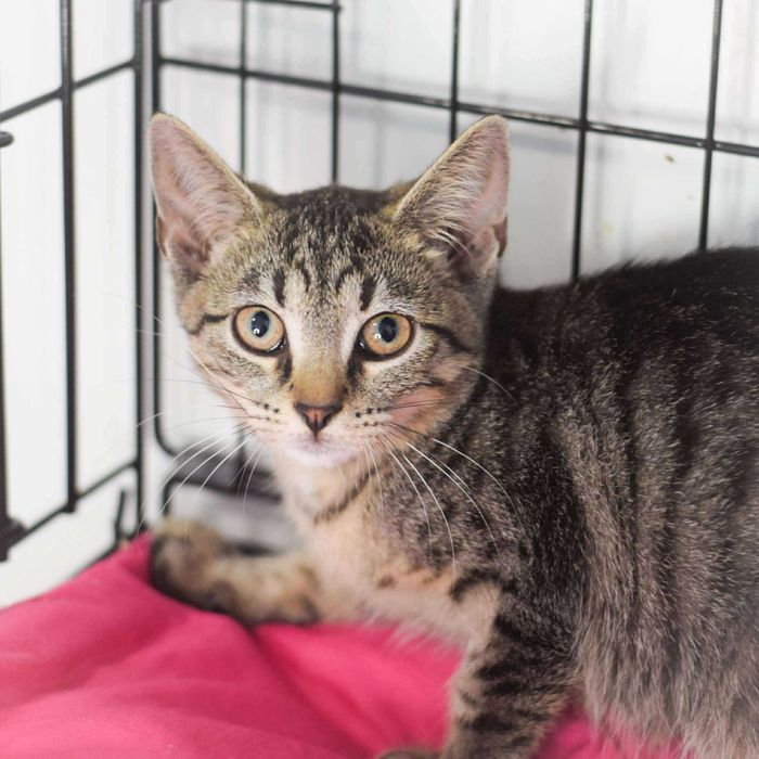 Kotka Ciniminis szuka domu