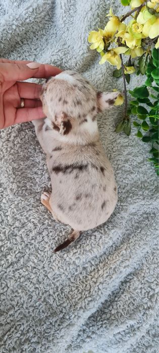 Excecional menino merle Chihuahua/Chiuaua. LinhagemRussa