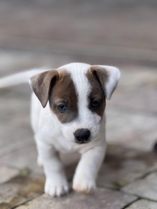 Джек Рассели цуценята