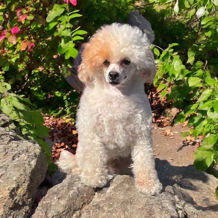 Sunia pudel toy/miniaturka  biało-ruda!!!