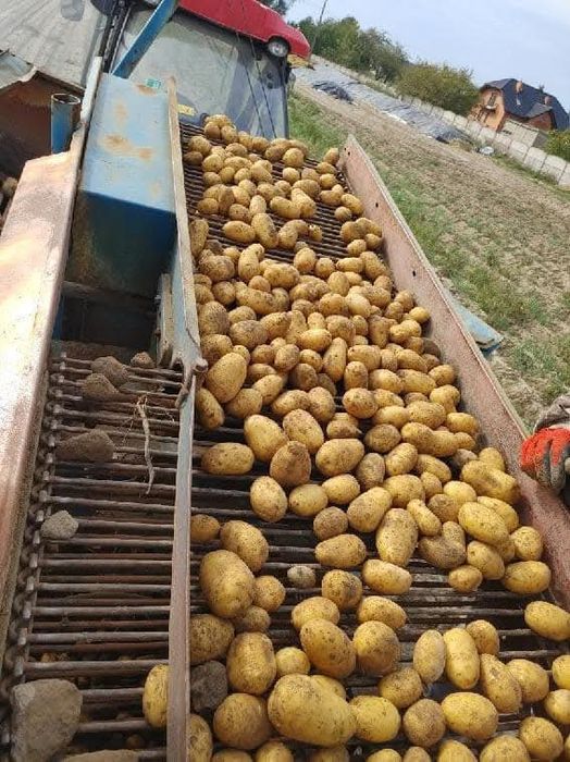 Ziemniaki jadalne QueenAnne, Gala, Irga