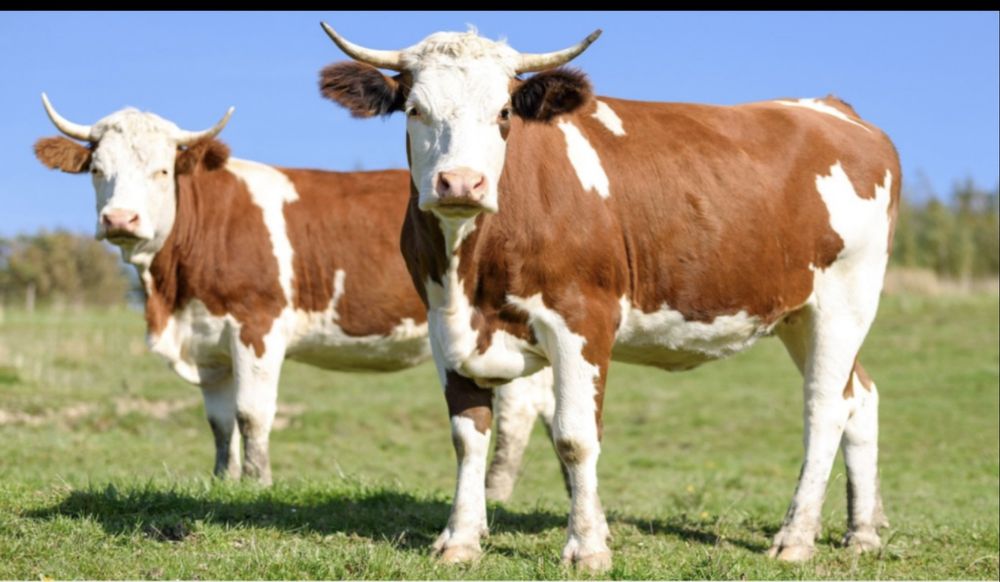 Продам телиуц тильну