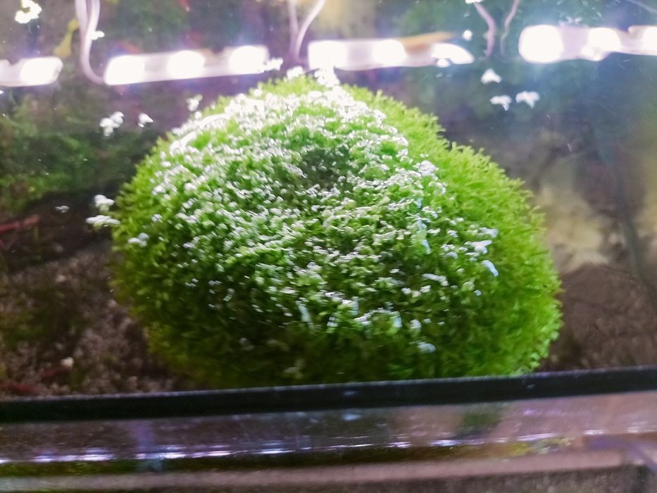 Wgłębka ,Pelia wątrobowiec, Bacopa caroliniana i Moczarka kanadyjska