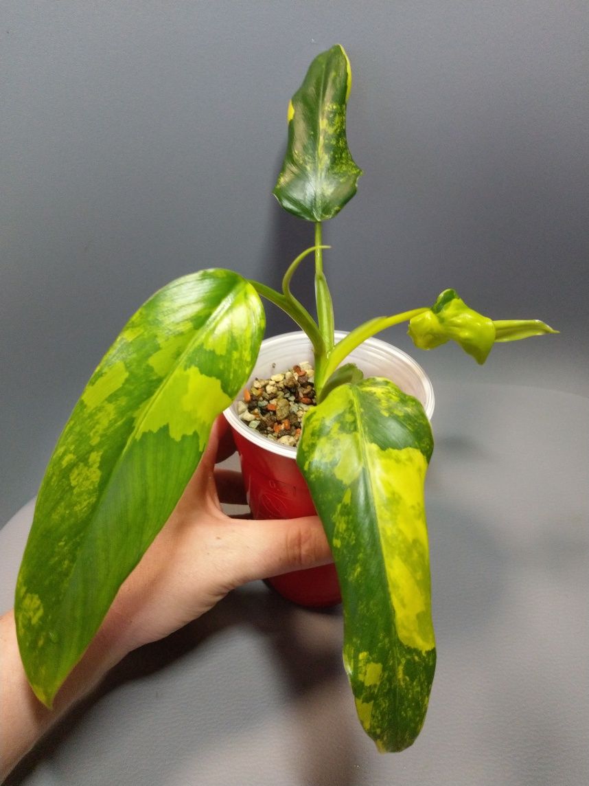 Philodendron Domesticum Variegata