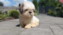 Szczeniak piesek shih tzu