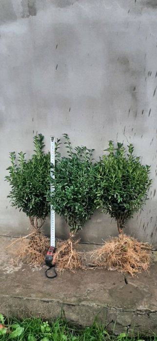 Самшит вічнозелений саджанці