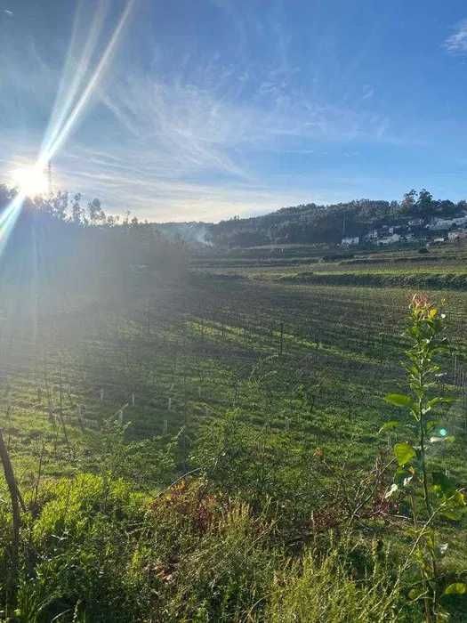 Terreno com 50000m2 com Vinha Mecanizada nova
