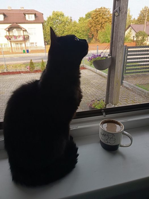 Kot brytyjski czarny