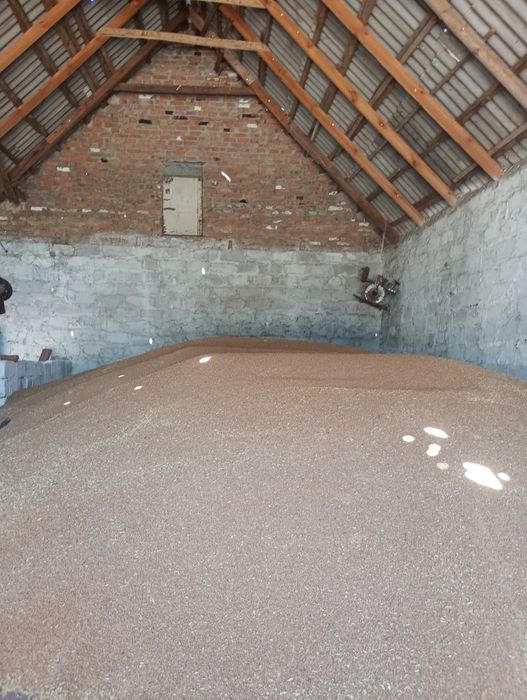 Продам  пшеницю.