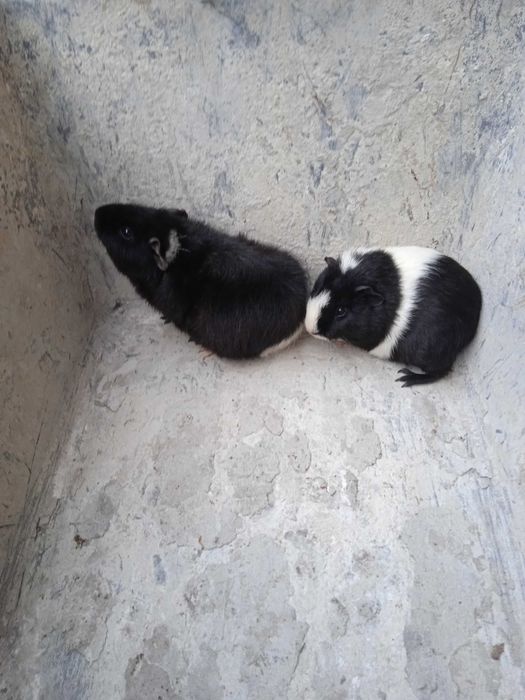 Świnki morskie  młode