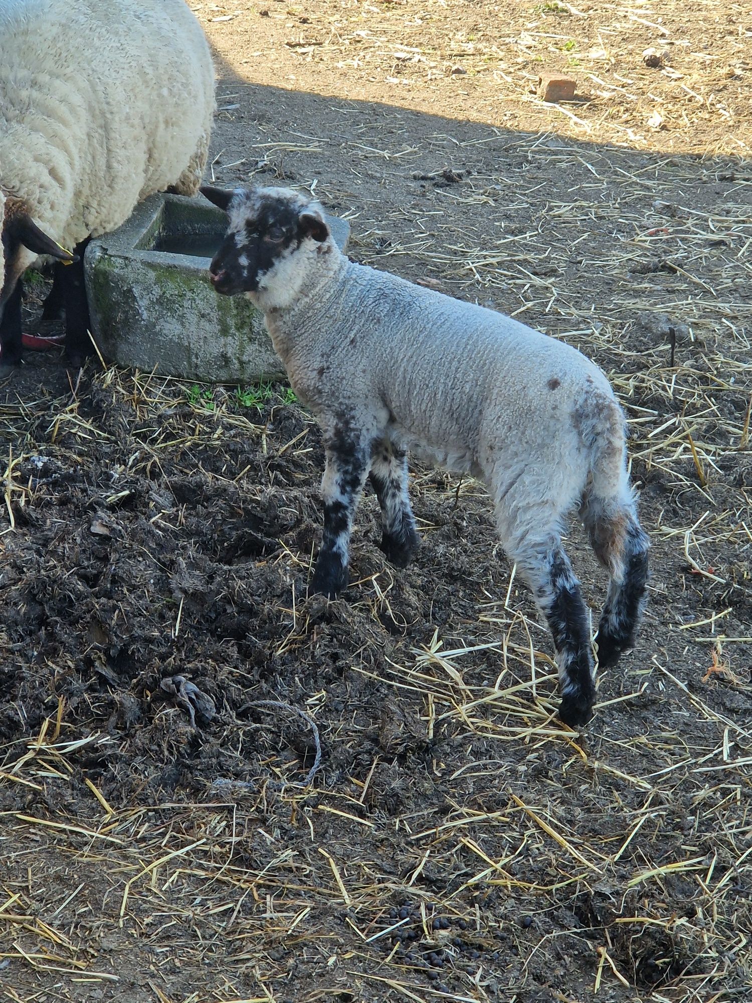 Borrego cruzado de suffolk