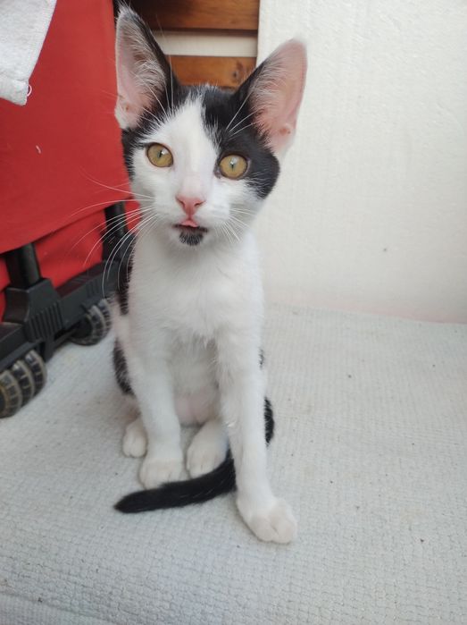Młoda kotka do adopcji, zdrowa, Radom, Warszawa, czarno-biała