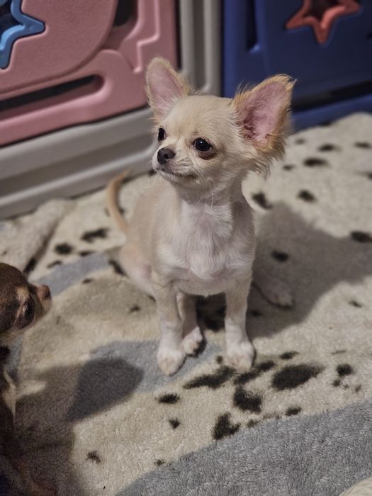 Sliczny kremowy chihuahua dlugowlosy jak lisek