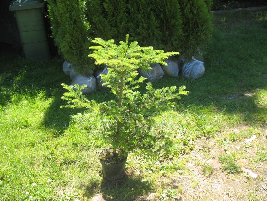 jodła koreańska 80 cm