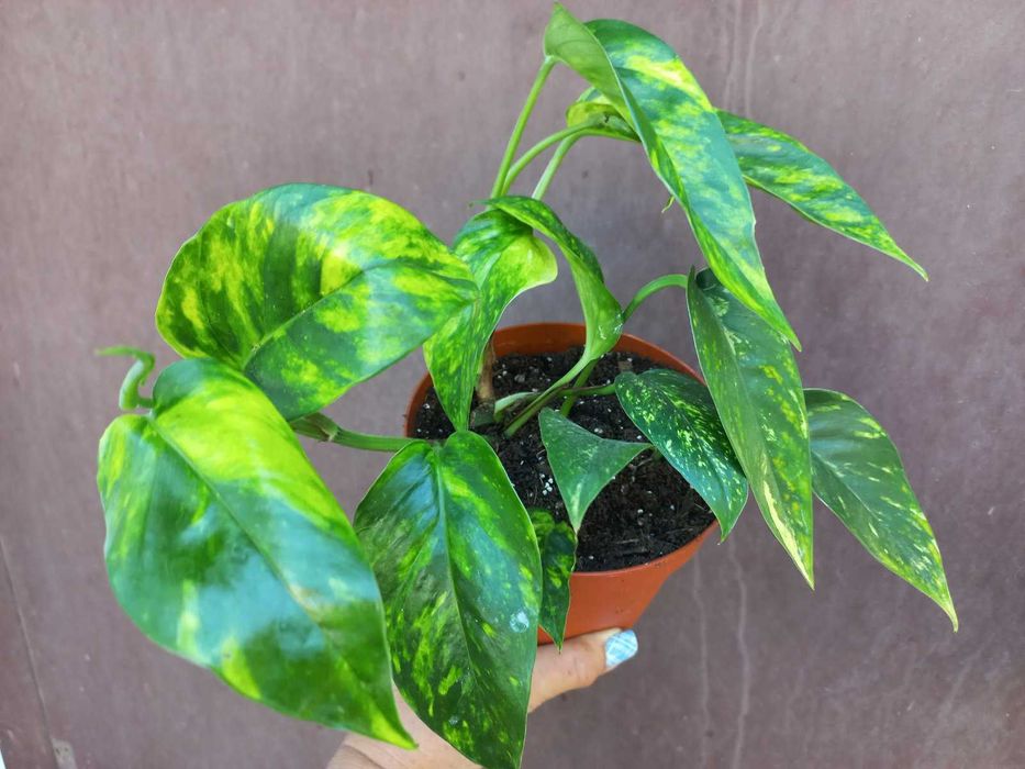 Епіпремнуми,  Драцена запашна Кімнатні квіти