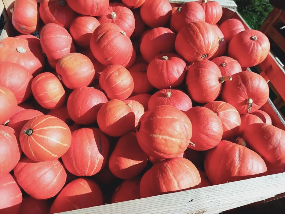 Dynie Jadalne i Ozdobne