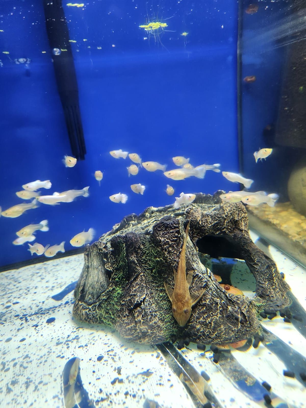 Guppys tuxedo koi