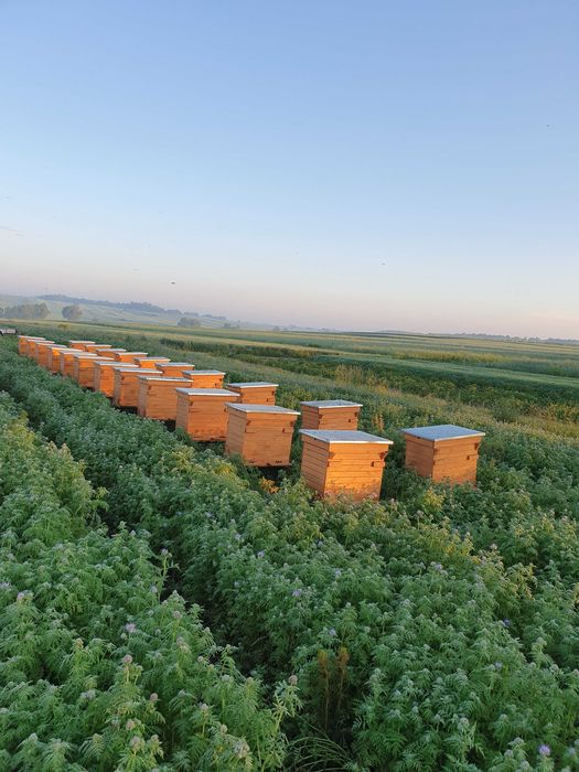 Miód w wiadrach z własnej pasieki. Hurt