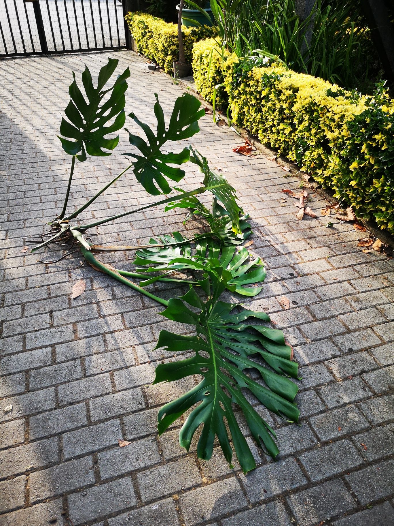 Monstera deliciosa – Planta com 6 folhas (50 cm)