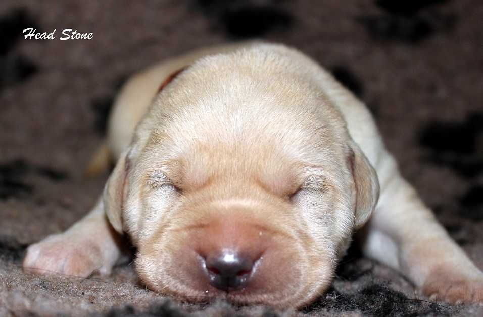 Лабрадор ретривер