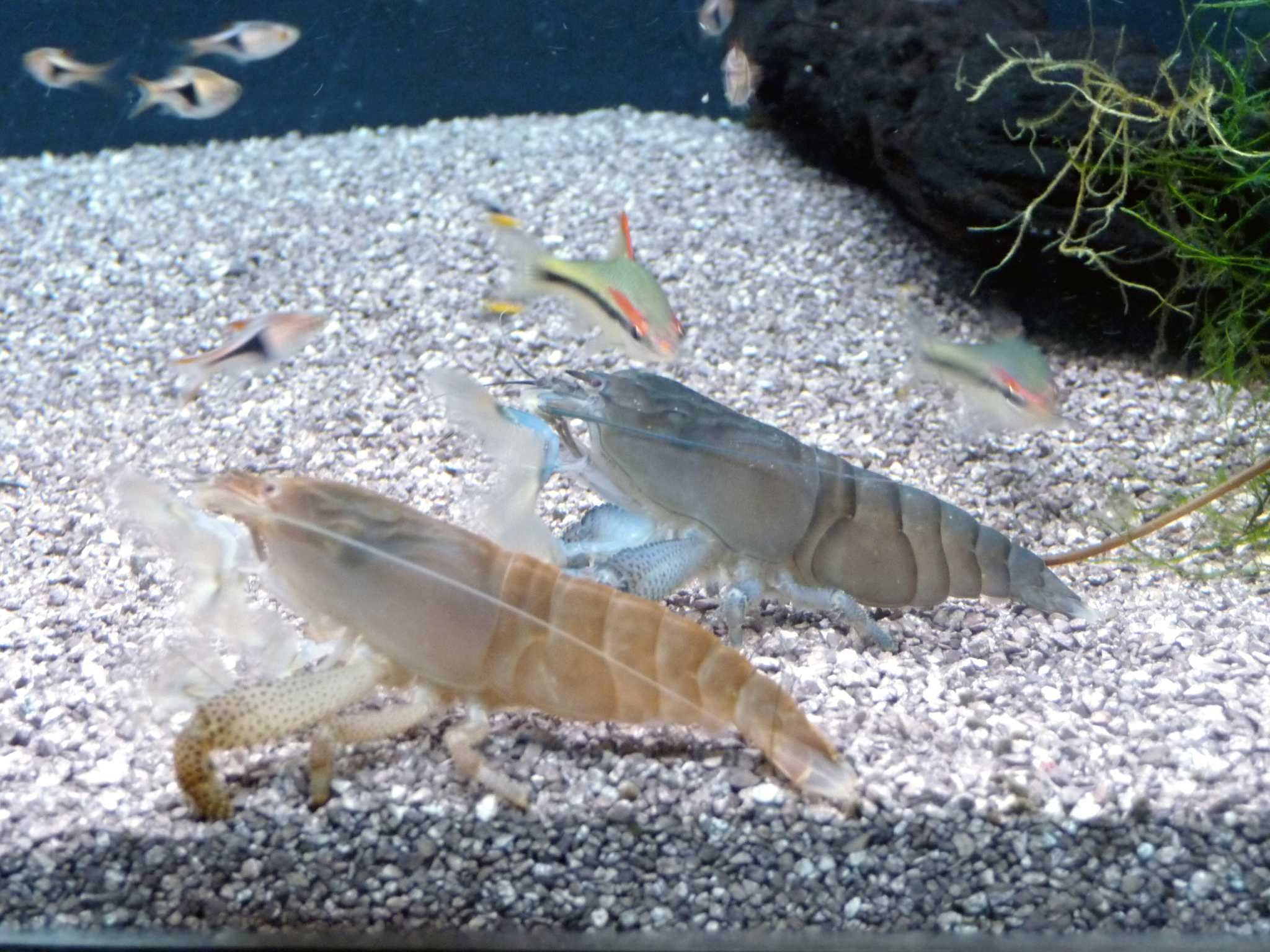 Atya gabonensis azul