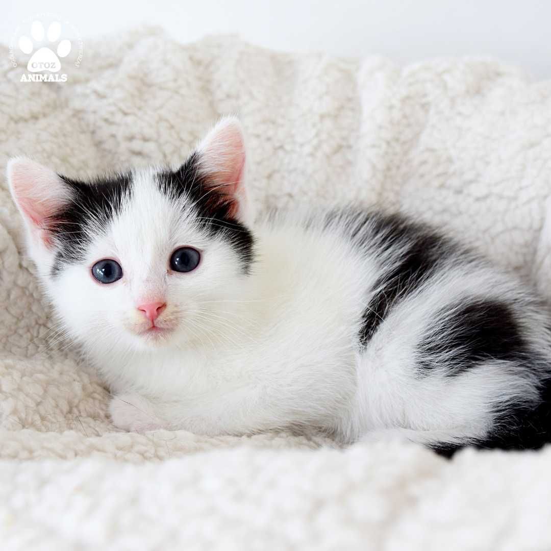 Małe koty do adopcji, Fado, Figaro i ich mama Frida szukają domów!