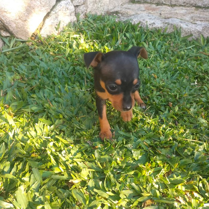 Pisncher miniatura fêmea