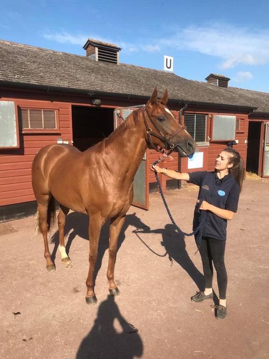 Продаж унікальної нерухомості неподалік Івано-Франківська