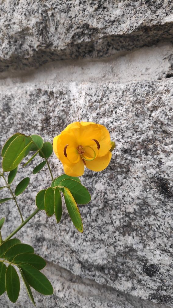 Suculenta Aeonium e árvore Senna