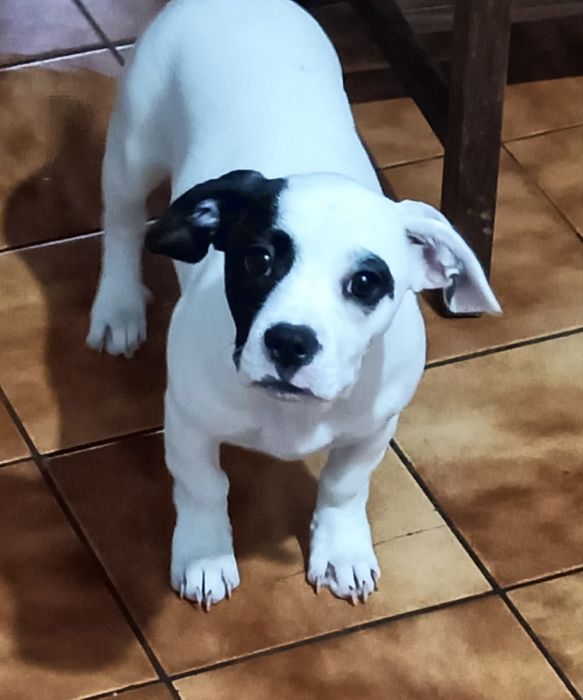 Cadela para adoção respnsavel